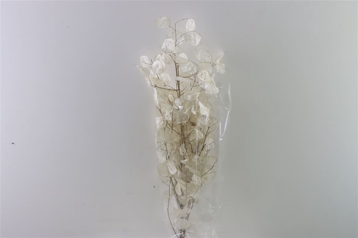 Dried Lunaria Bleached Bunch (peeled)