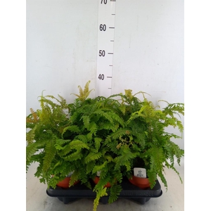 Adiantum hispi. 'Bronze Venus'