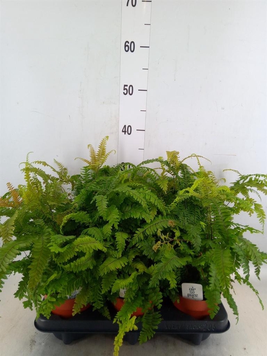 <h4>Adiantum hispi. 'Bronze Venus'</h4>