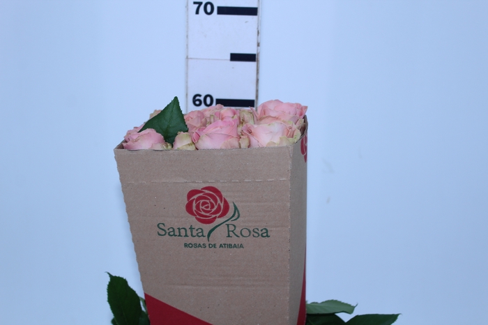 ROSA HERMOSA 060 CM ROSA ESTUFA
