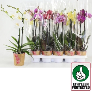 PHAL GEM 6 KL