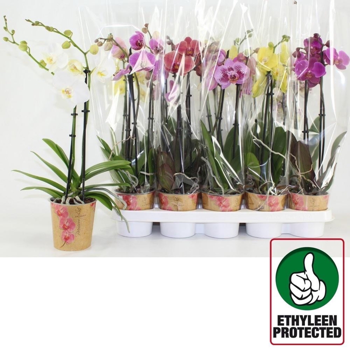 <h4>PHAL GEM 6 KL</h4>