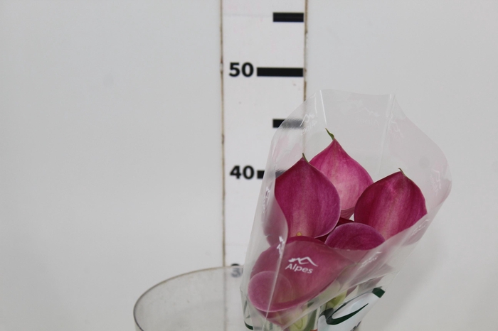 <h4>CALLA FANTASIA 050 CM</h4>