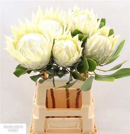 <h4>Protea Cy Ayoba Arctic Ice</h4>