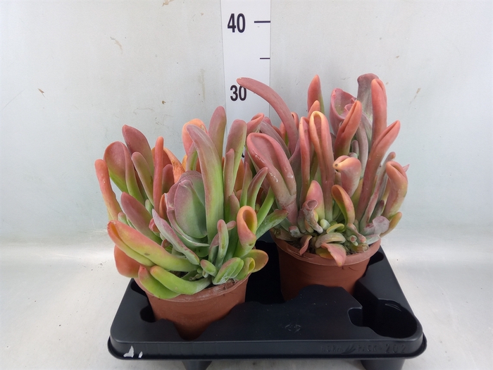 <h4>Kalanchoe NF   ...</h4>