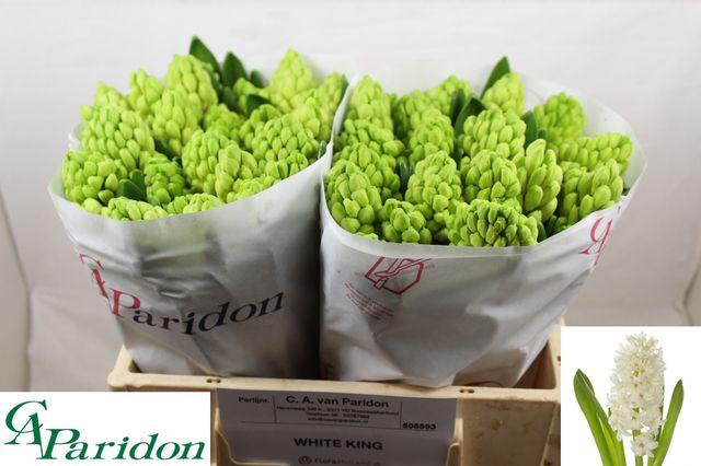 <h4>HYAC WHITE KING</h4>