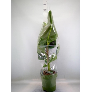 Musa  'Dwarf Cavendish'