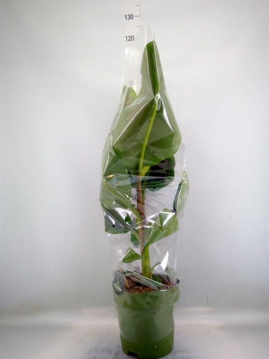 <h4>Musa 'Dwarf Cavendish'</h4>