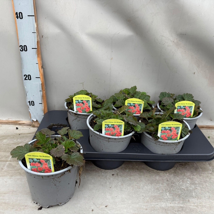 <h4>Geum Chiloense 'Mrs Bradshaw'</h4>