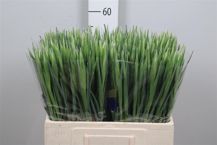 <h4>Iris White Magic</h4>