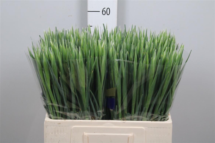 <h4>Iris White Magic</h4>