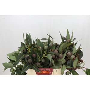 Kaaps Groen Euc. Bell Gum