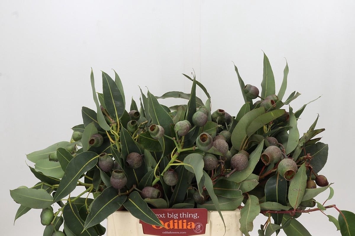 <h4>Kaaps Groen Euc. Bell Gum</h4>