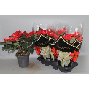 EUPHOR P FANTAS STAR