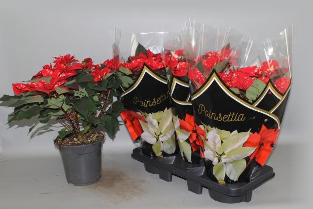 <h4>EUPHOR P FANTAS STAR</h4>