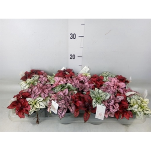 Hypoestes phyllo.   ...mix