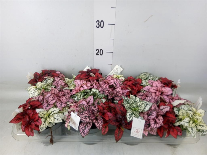 <h4>Hypoestes phyllo.   ...mix</h4>