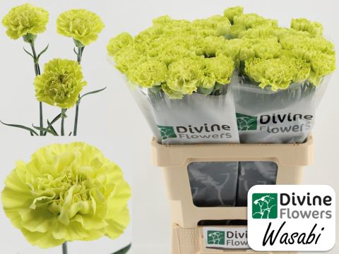 <h4>Dianthus ST 'Wasabi'</h4>
