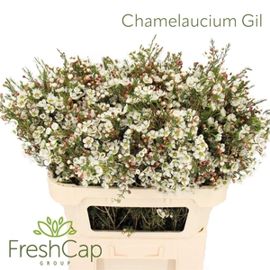 Chamelaucium Gil