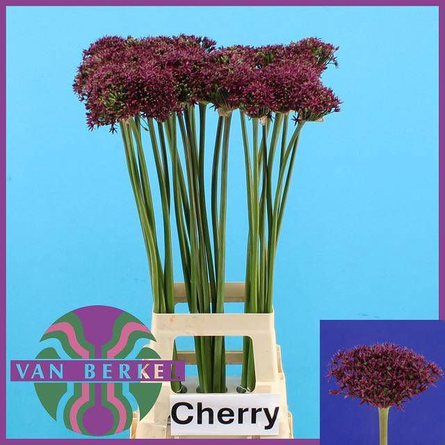 <h4>ALLIUM CHERRY</h4>