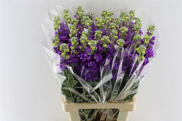 <h4>Matth Iron Purple</h4>