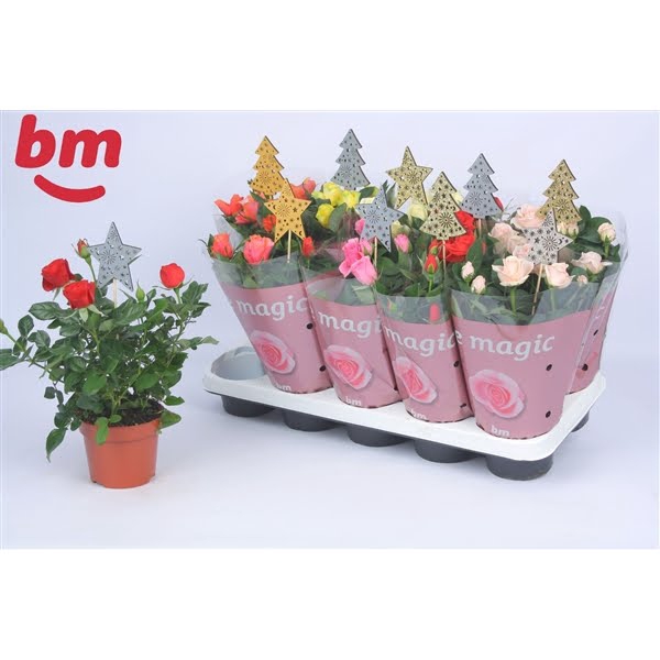 <h4>Rosa Beau Monde gemengd 12 cm met bijsteker kerst</h4>