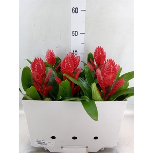 Vriesea  'Venga'