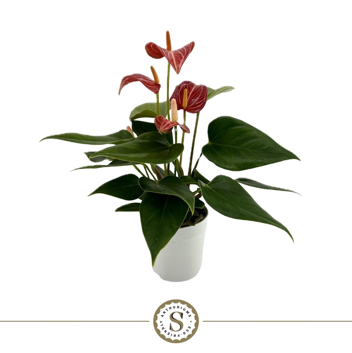 <h4>Anthurium Livium Petit 7cm</h4>