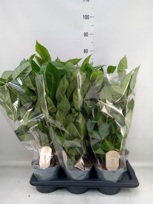 <h4>Schefflera actin.</h4>