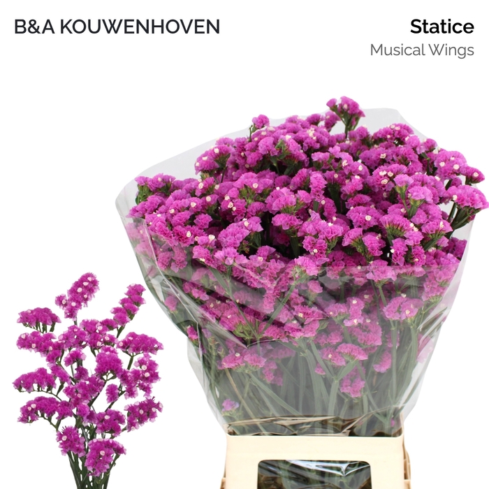 <h4>LIM S MUSICAL WINGS</h4>