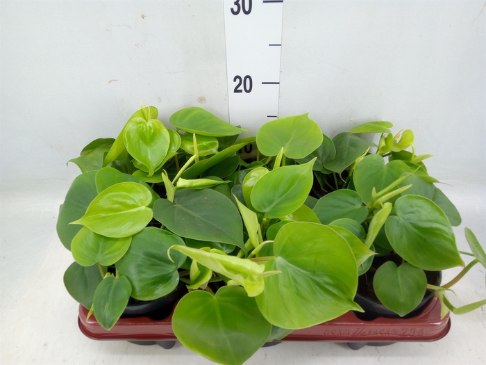 <h4>Philodendron scand.</h4>