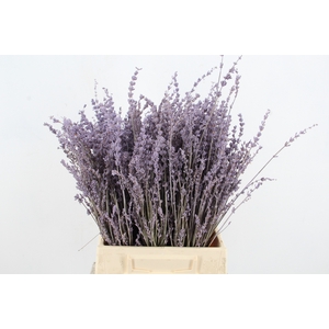 DF Lavender Bs Milka