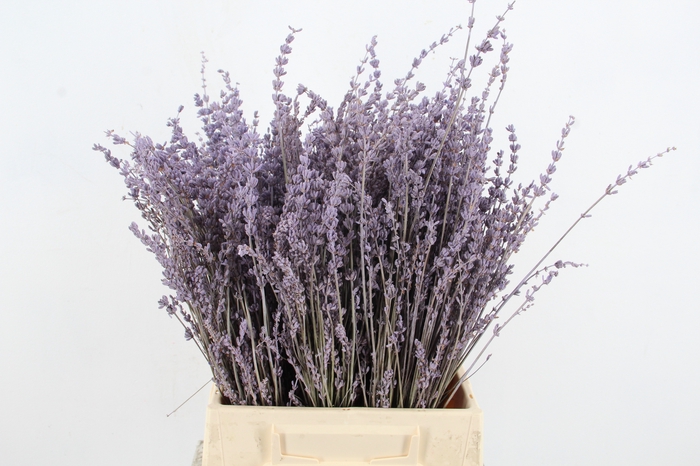 <h4>DF Lavender Bs Milka</h4>