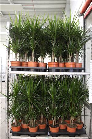 <h4>Dra Marginata 30-10 Cm</h4>