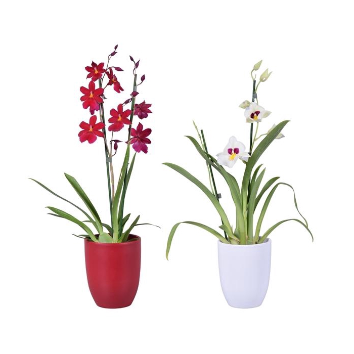 <h4>Christmas mix 2 tak met rood en wit keramiek</h4>