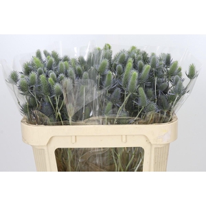 Eryngium Electric Dynamite