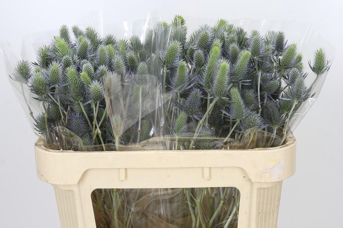 Eryngium Electric Dynamite