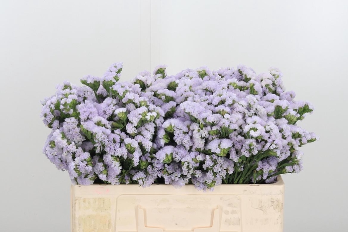 <h4>Lim S Tessa Lavender</h4>