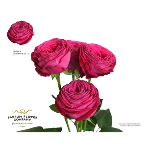 Rosa Spray Dima Bombastic
