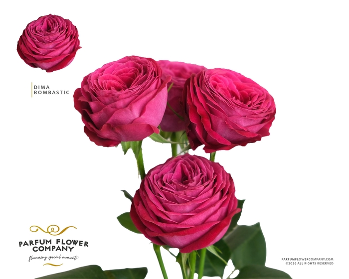 <h4>Rosa Spray Dima Bombastic</h4>