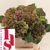 Hydrangea verena blue classic