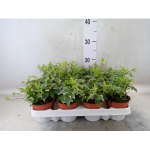 Hedera   ...variegated