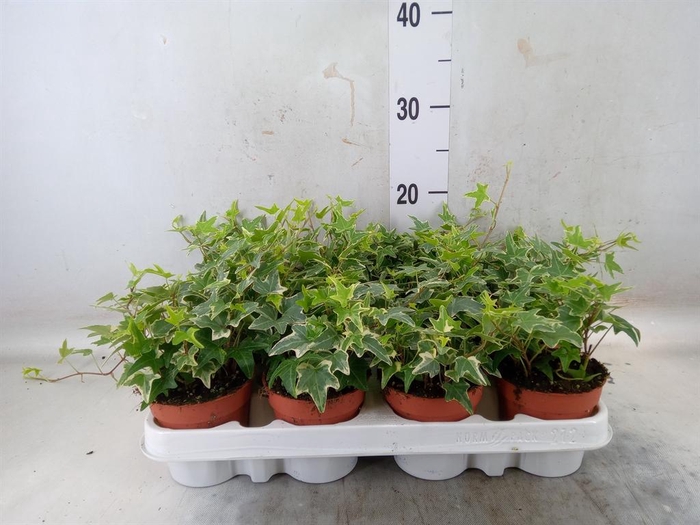 <h4>Hedera ...variegated</h4>