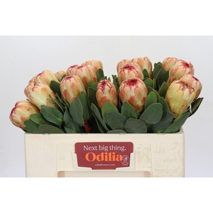 Protea Grandicolor