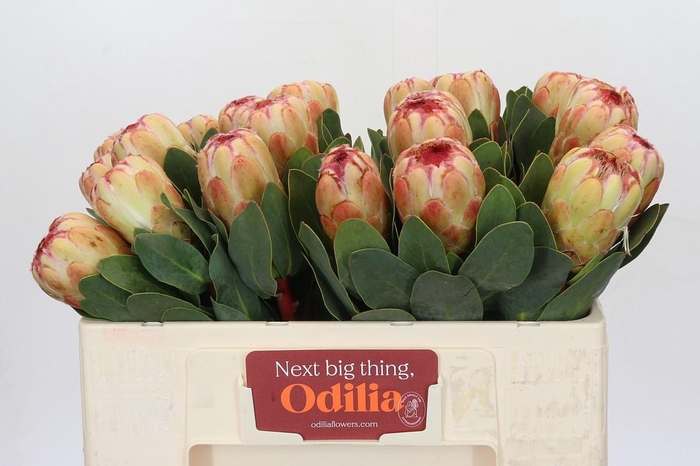 Protea Grandicolor