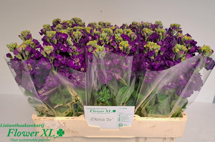 <h4>MATTH IMPALA PURPLE</h4>