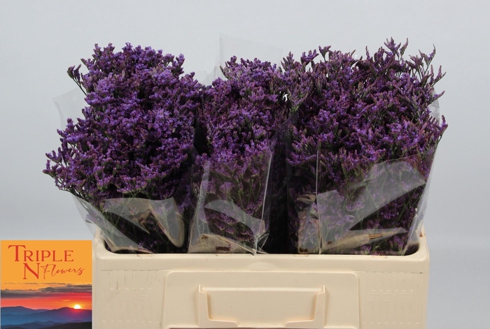 <h4>LIM SAF DARK BLUE</h4>