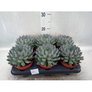 Echeveria pulidonis