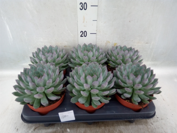 Echeveria pulidonis