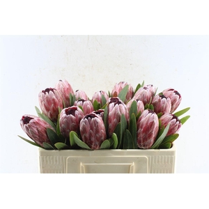 Protea Pink Ice